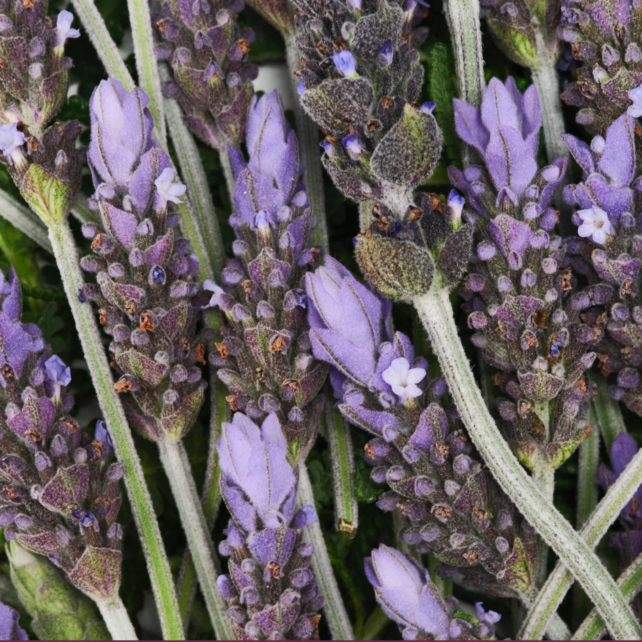 Lavender - Pure-Castile Magic Bar Soap - Image 7